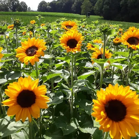 Lägenhet Bauernhof Sesterhenn