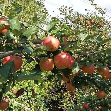 Bauernhof Sesterhenn Lägenhet *