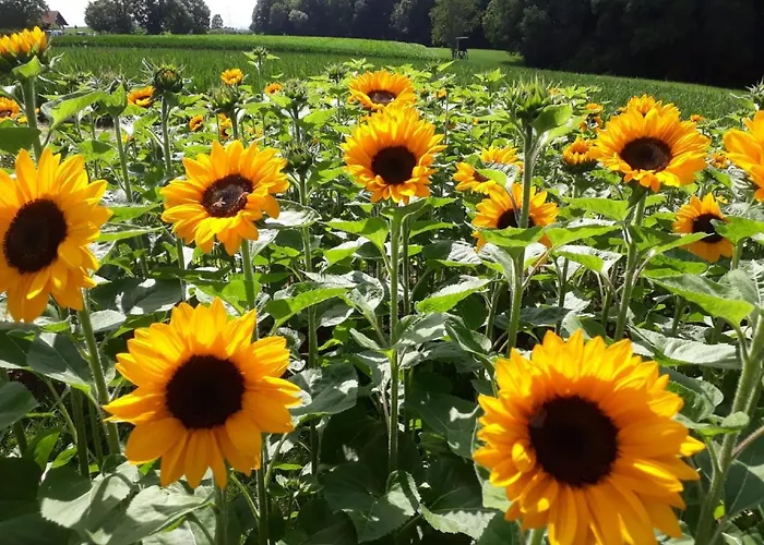 Appartamento Bauernhof Sesterhenn