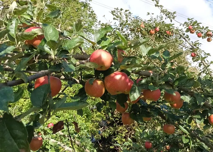 Bauernhof Sesterhenn Appartamento *